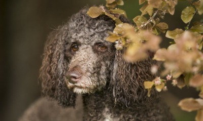 собака пудель листья