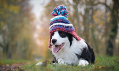собака шапка лес трава