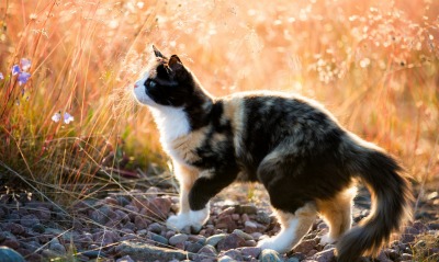 кошка камни закат поляна