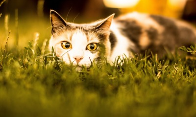 кошка трава закат