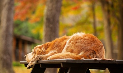 собака скамейка лес осень