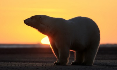 белый медведь рассвет