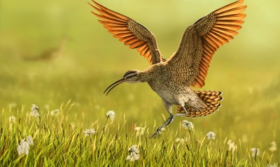 птица крылья трава