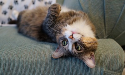 кошка мордочка диван