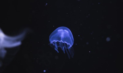 медуза, море