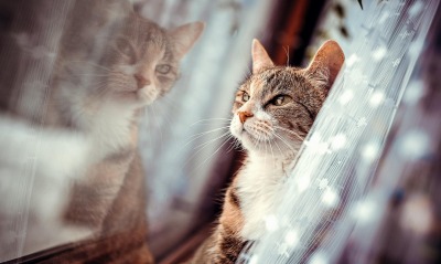 Кот окно отражение