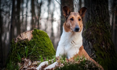 собака пень лес деревья