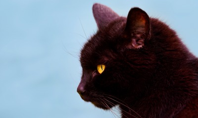 черный кот, профиль