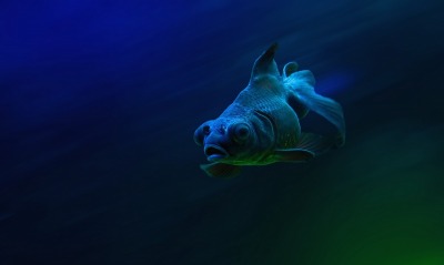 подводная рыба океан