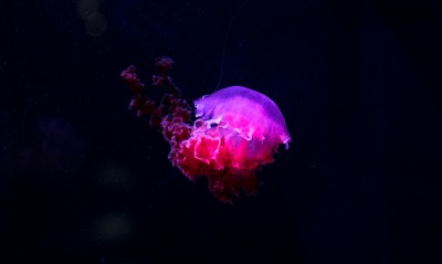 Медуза свечение розовое