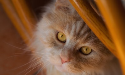 котенок взгляд глаза