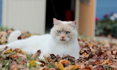 кошка, листва