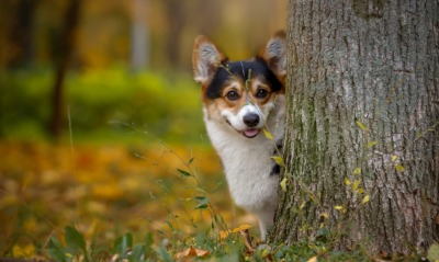 собака дерево лес осень