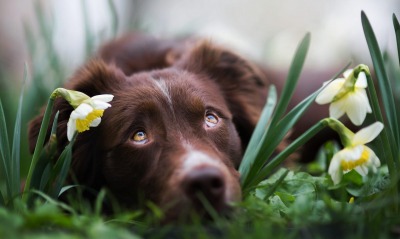 собака грустный взгляд цветы