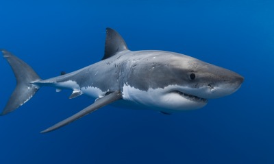 акула хищник вода