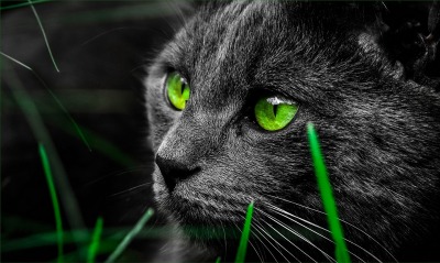 кот глаза зеленые