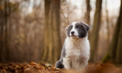 собака осень лес