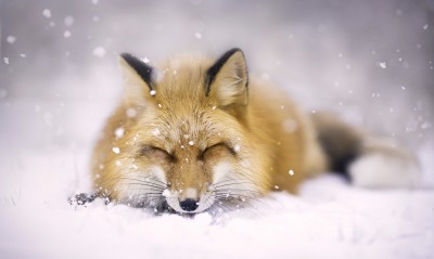 лиса снег спит