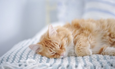 кот рыжий спит