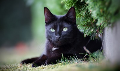 кот черный трава