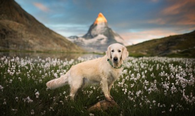 собака лабрадор поляна гора