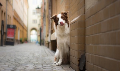 собака улица улочка стена