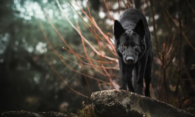 собака черный камень