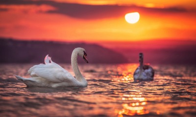 озеро лебеди закат