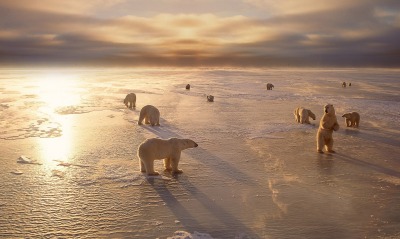 Медведи белые полюс лед лучи