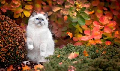 белый кот листья осень