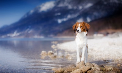 собака пляж камни горы море берег