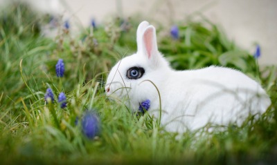 кролик белый трава