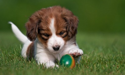 щенок мяч трава