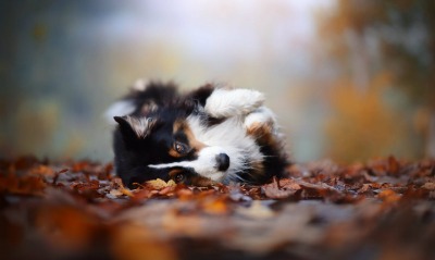 собака листья осень качается
