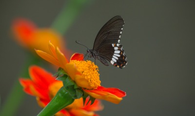 бабочка черная цветок макро
