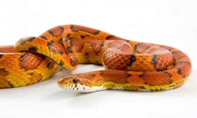 змея пятнистая оранжевая