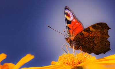 бабочка макро цветок желтый лепестки