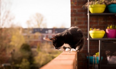 кот балкон