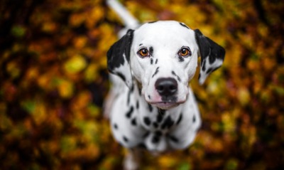 собака далматинец листья