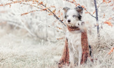 собака белая иней шарф