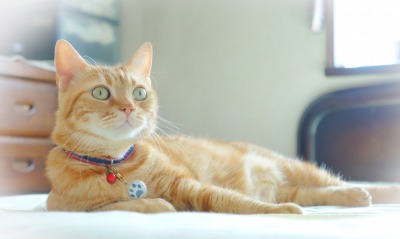 рыжий кот глаза