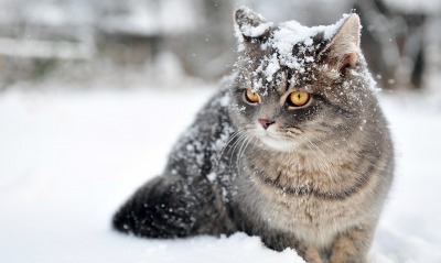 кот снег серый