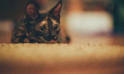 котенок глазки взгляд