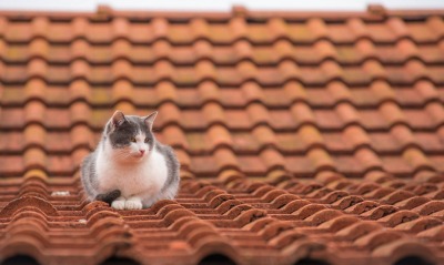 кошка крыша черепица