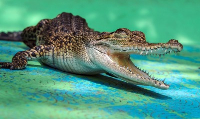 крокодил пасть пресмыкающееся