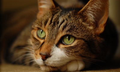 кошка зеленые глаза взгляд