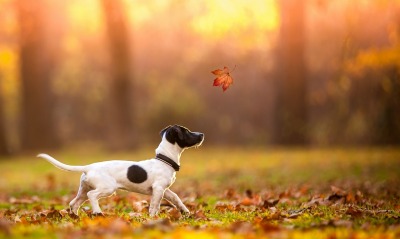 собака осень листва лес