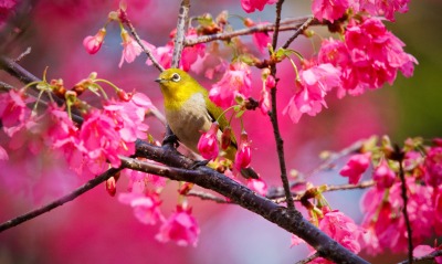 птичка ветка цветение розовое