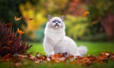 кошка белая листья лужайка деревья