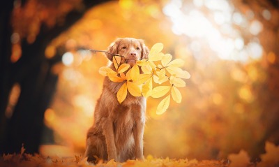 собака осень листва
